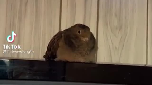 Bird Side Of TikTok