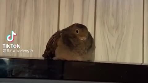 Bird Side Of TikTok