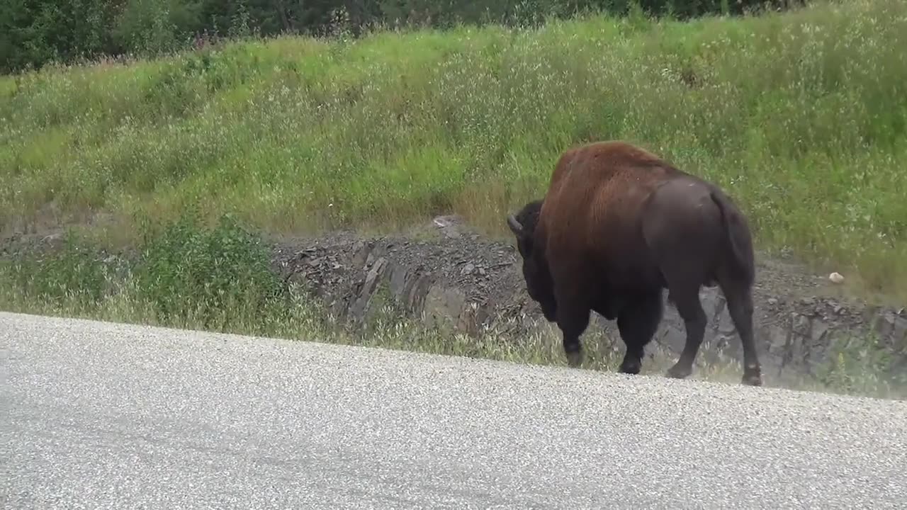 Buffalo