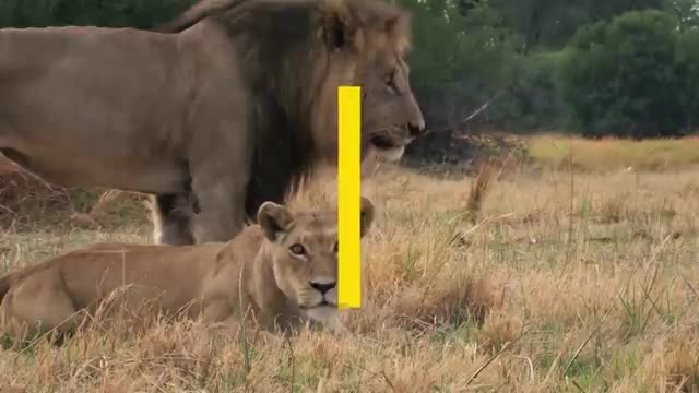 the seduction sequence between lions