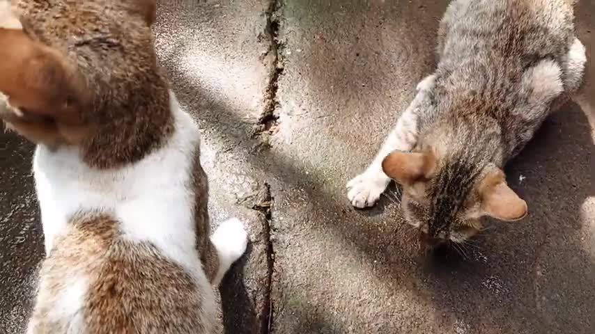 Cat funny video cat funny video