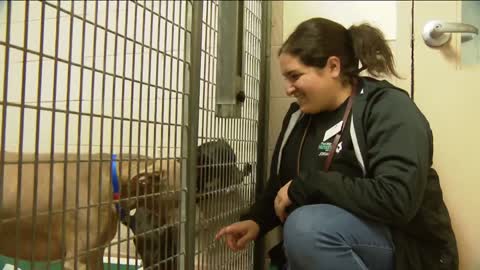 San Diego Humane Society overcapacity after influx of strays over New Year holiday