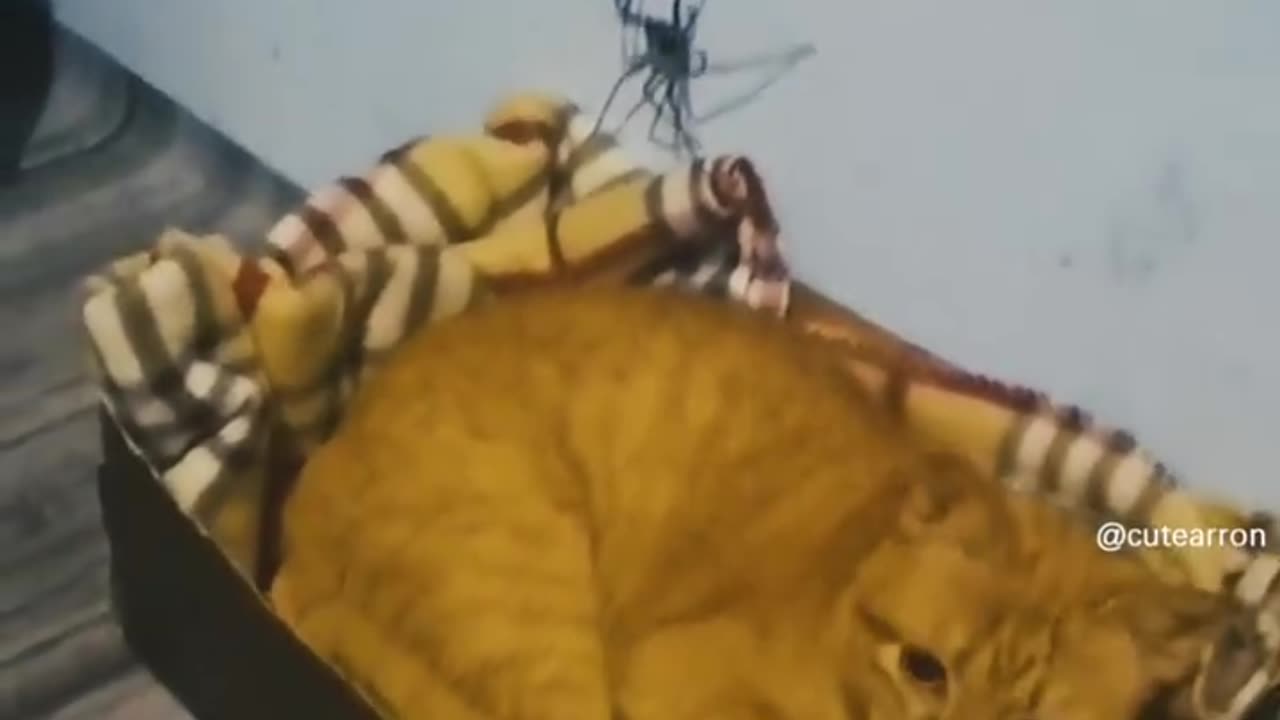 Cats hunting bugs ;-)