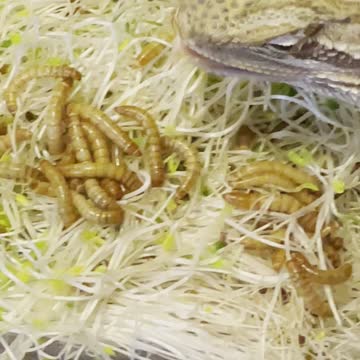 My little one chowing down!