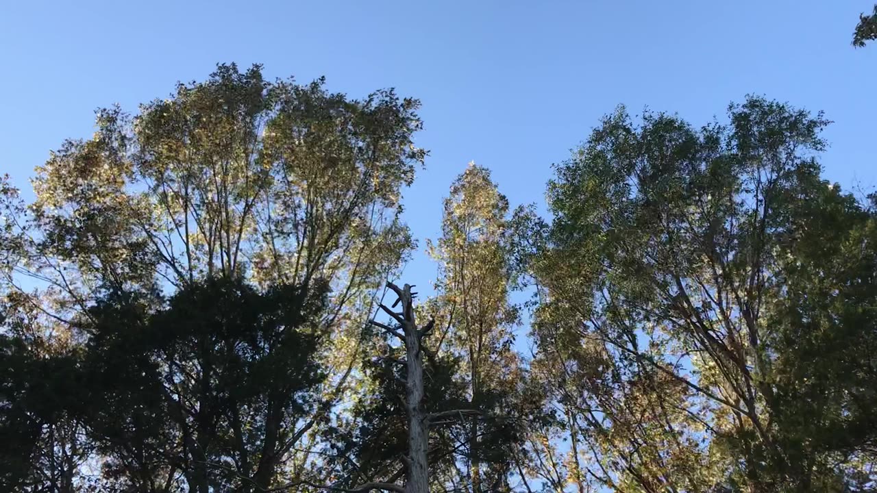 Spirit Trees and the coming storm