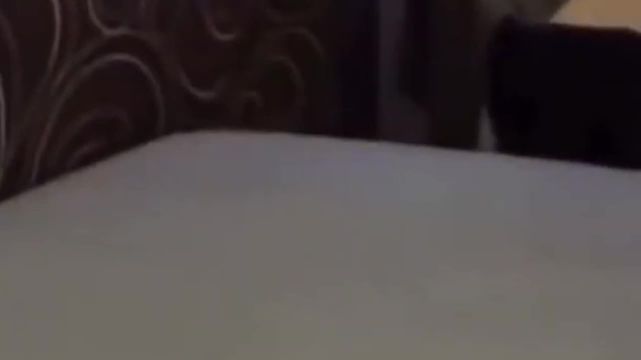 funny video