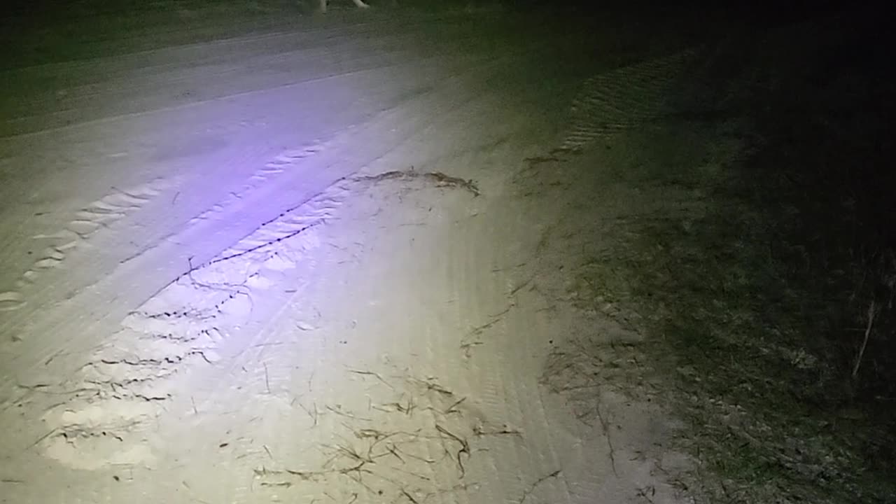 German Shepherds at night