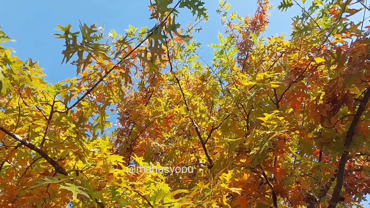 [KOREA VLOG] Beautiful flower festival in Daejeon