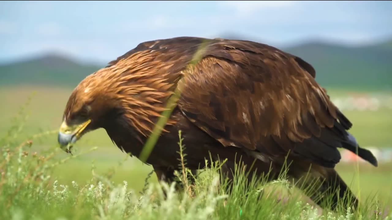 Chile's eating video