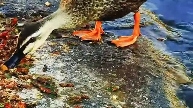 I have waited a year to shoot this zebra billed duck