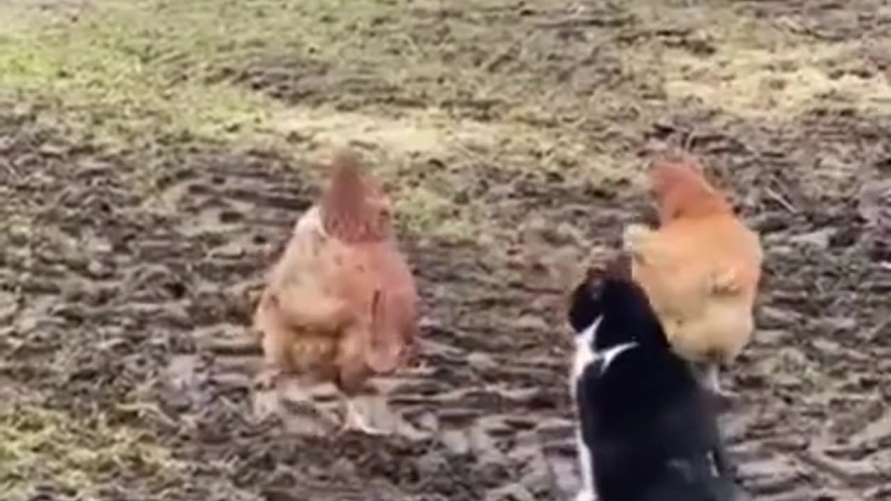 Funny animals ------""' # shorts
