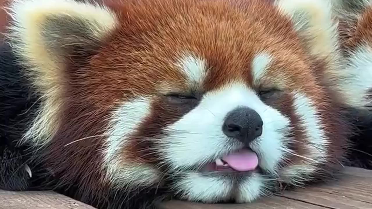 Relaxing red panda