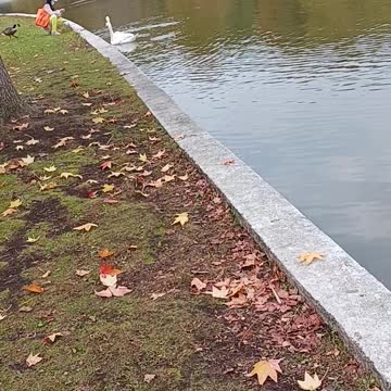 Swans and fall foliage