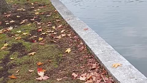 Swans and fall foliage