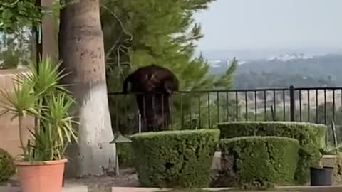 Bear Goes for a Swim in Pool