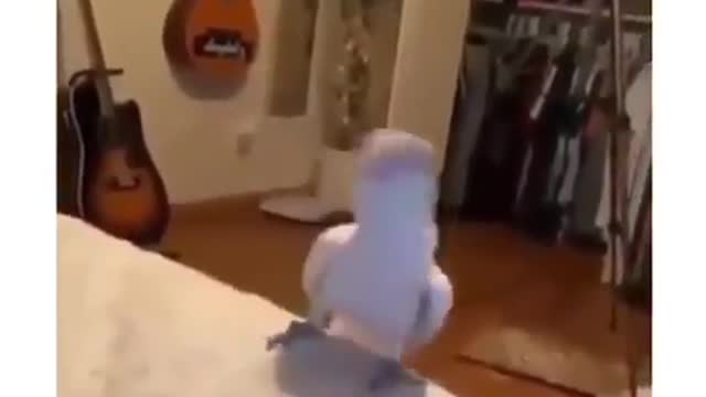 Funny a parrot