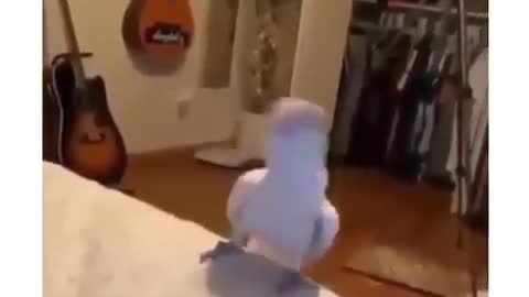 Funny a parrot