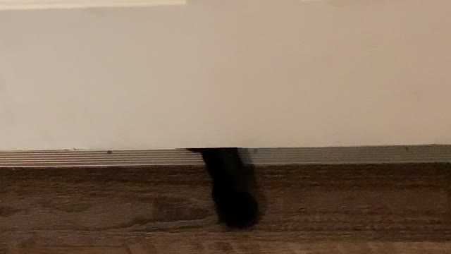 Sam the Cat plays Peek a Boo