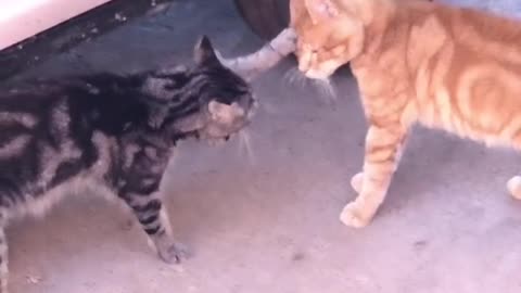 Cat ＆ Dog Battle