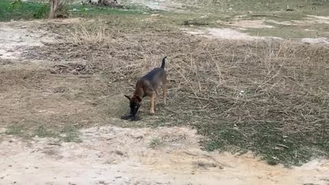 Two Cute Dogs Play With His Active Friend In The Field