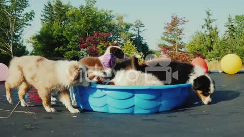 Birthday Puppy With Friends At A Pet Party Funny Video With Animals