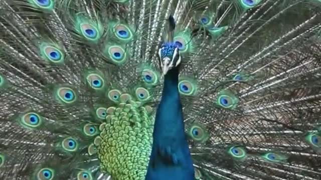 peacock