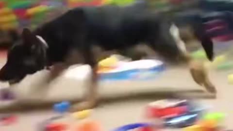 Just a doggo playing in a quarantine ball pit!