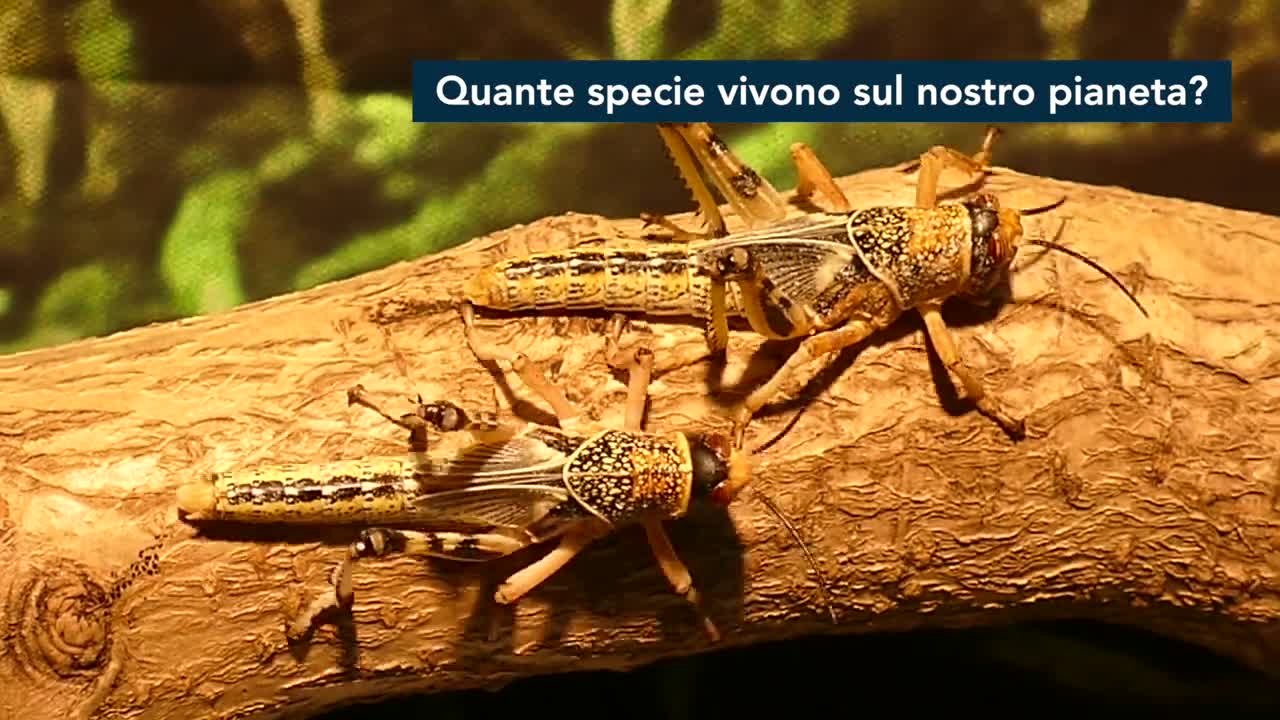 La Biodiversità in Italia