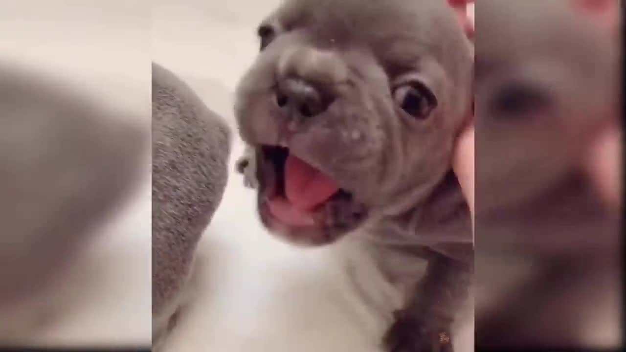 Newborn cute angry puppis