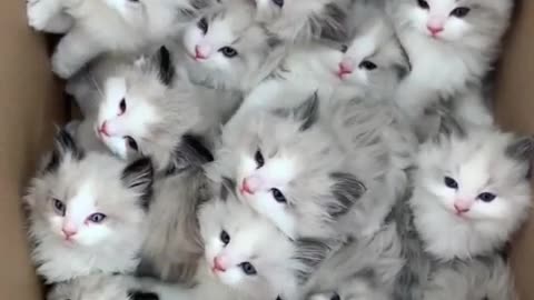 Cute cat baby video 2023