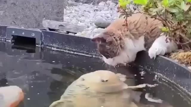Fish and cat Dosti