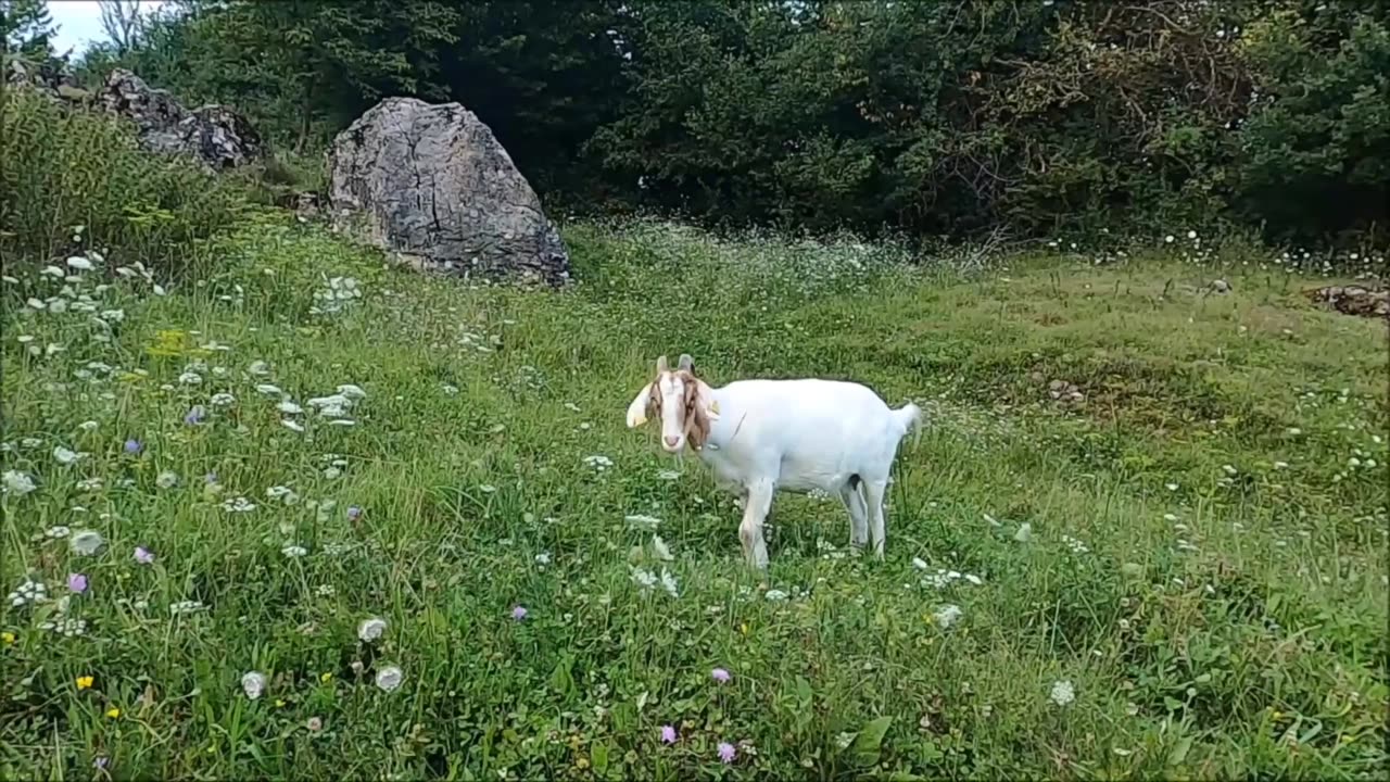 The Butiful goats.....