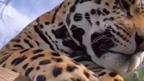 Jaguar Boop