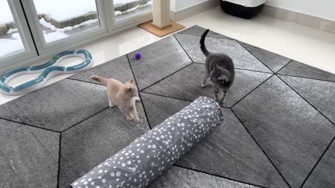 Kitten Bites Cats Butt