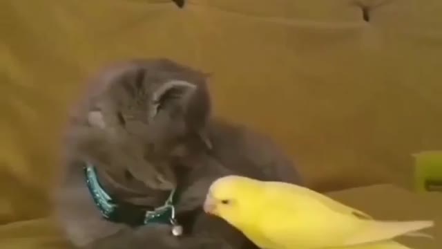 funny cat - funny animals - funny cats / dogs - funny animal videos