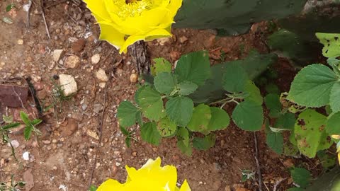 cactus the symbol of the Brazilian northeast