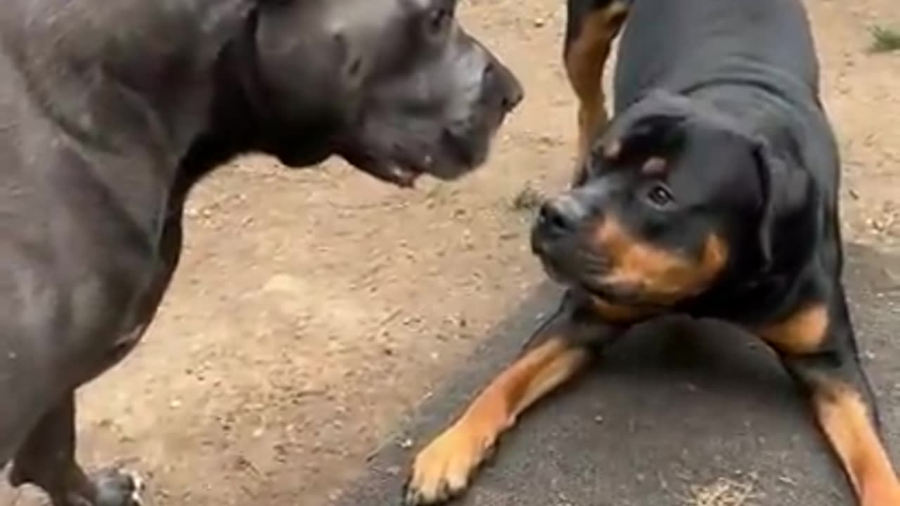 "Intense Playtime: Carne Corso and Rottweiler Go Head-to-Head!"