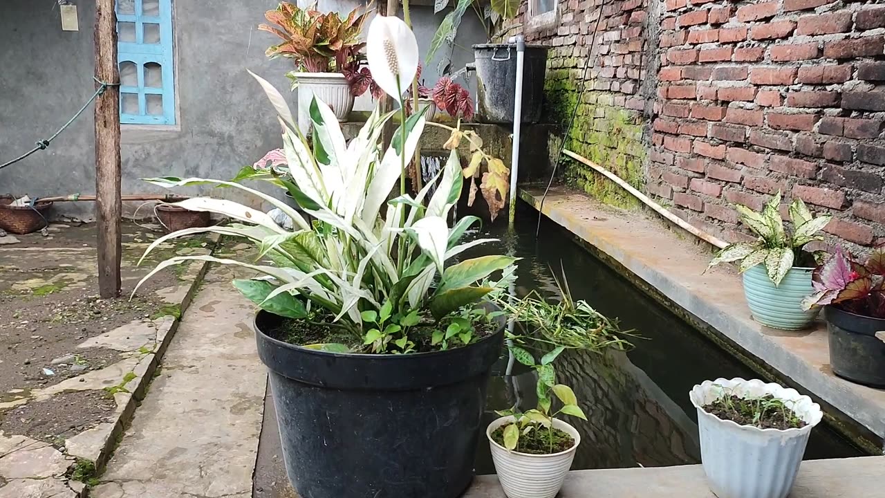 The day See My Fish Pond