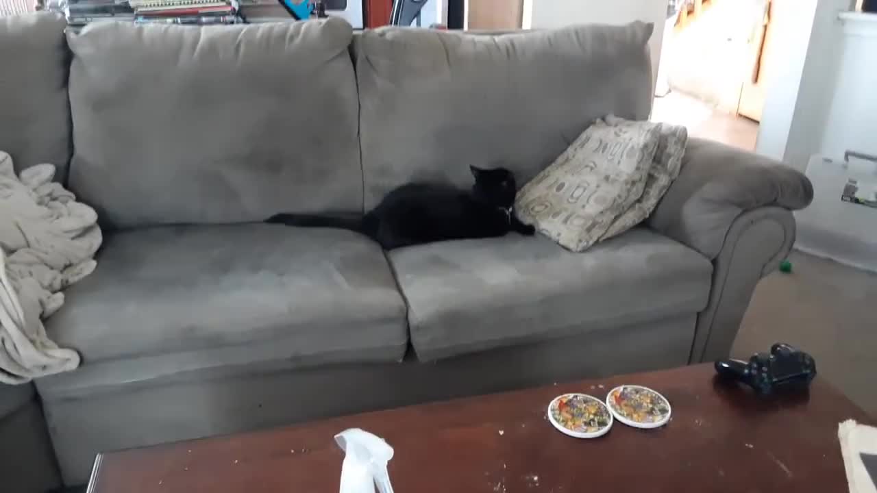 Black cat meowing!