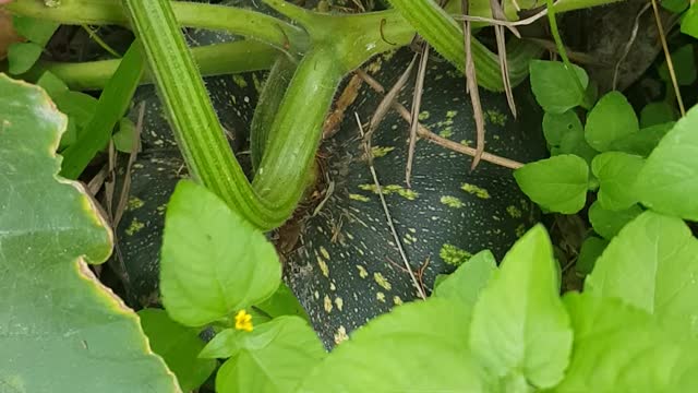 jap pumpkin loofah and lemon grass