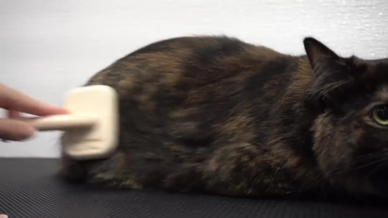 Brilliant Tortie cat ESCAPES the Rage Cage!