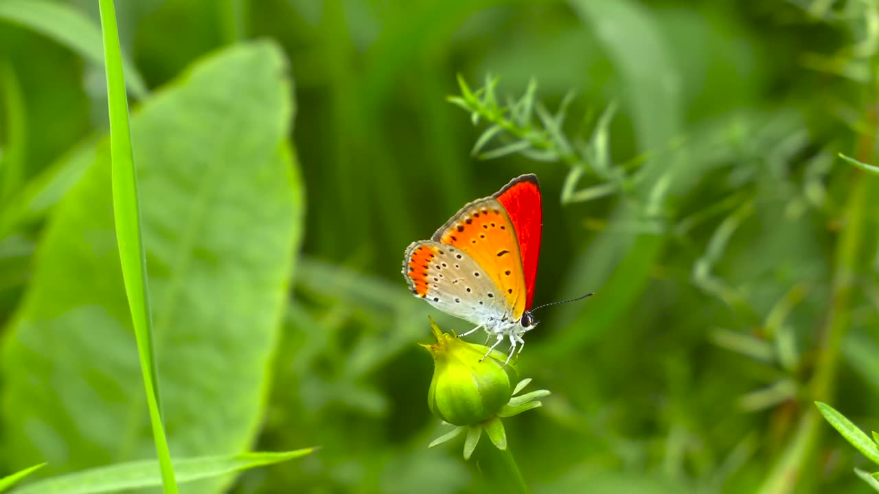 Butterfly 🦋🦋🦋 in the forest