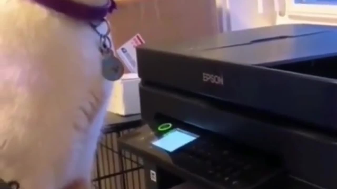 cat and printer