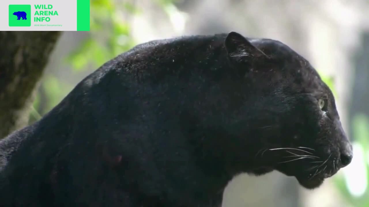 Black Panthers : The Majestic Melanism