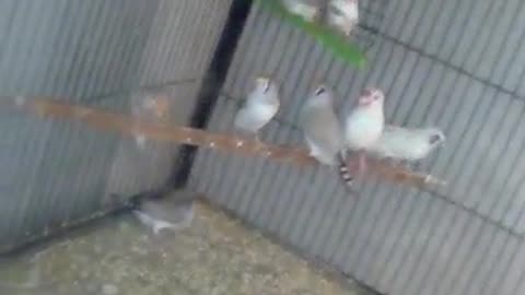 White and pied bengalese
