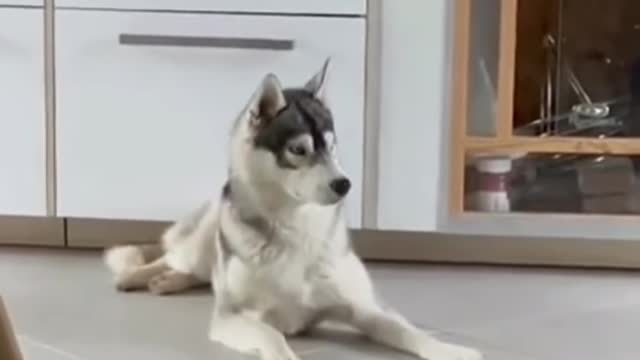 Funny Animal Videos #78