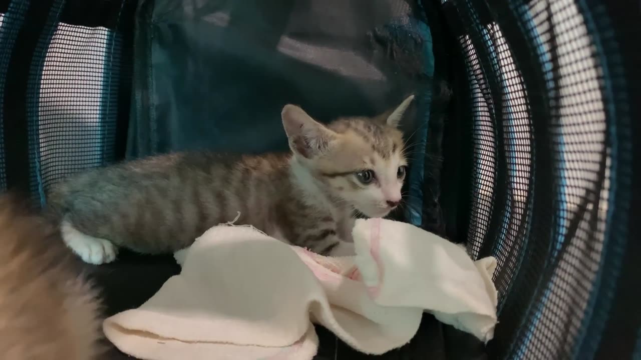 Dramatic rescue of kittens abandoned by their owners in the middle of an empty road