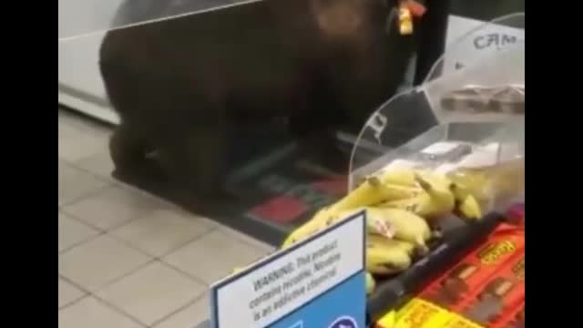 A Bear stealing food from convenience store funny video shorts