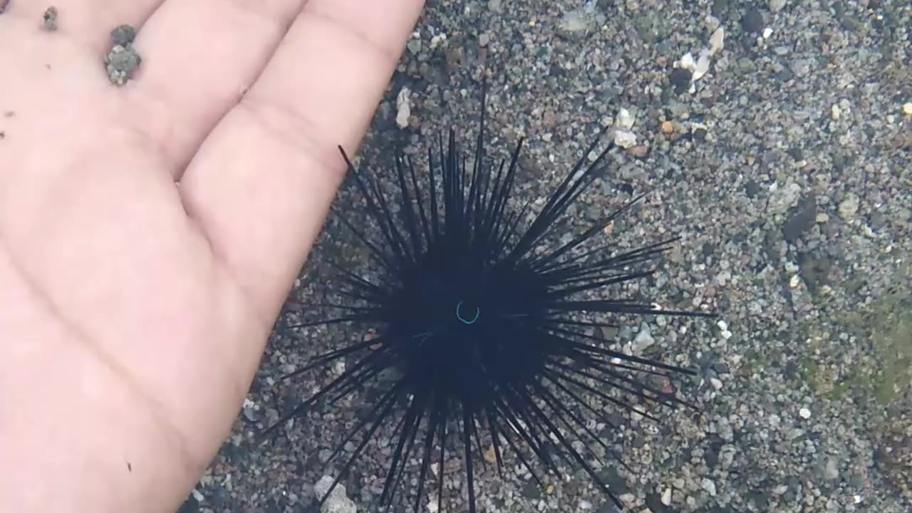 Touching a Sea Urchin with Bare Hands – What Happens Next Will Shock You!