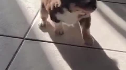 Funny Pets Moment #36